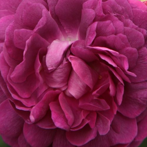 Rosa Cardinal de Richelieu - trandafir cu parfum discret - Trandafir copac cu trunchi înalt - cu flori în buchet - violet - Louis-Joseph-Ghislain Parmentier - coroană tufiș - Rezistă și în sol sărac nutritiv.